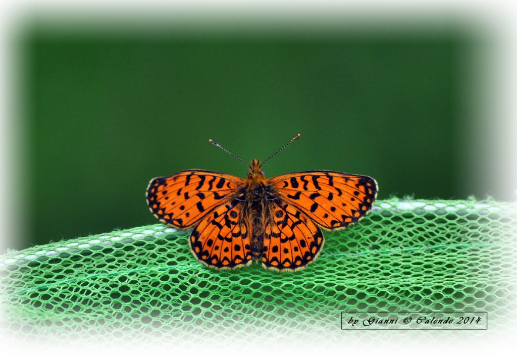 Mellicta athalia? - No, Boloria selene